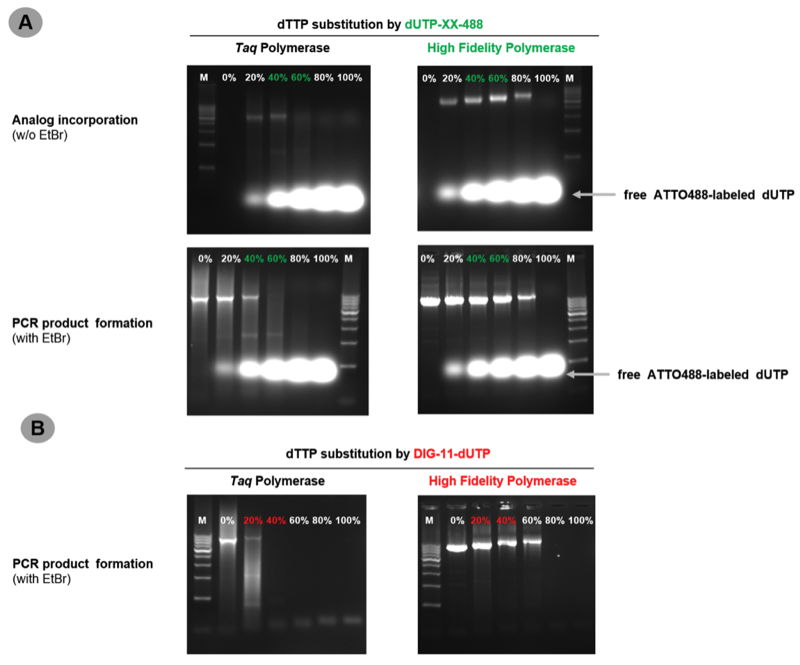 Figure 1: High Fidelity Polymerase allows efficient production of 4kbp labeled DNA probes. 