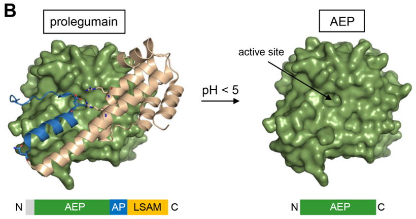 Figure B: Prolegumain is activated by autocatalytic removal of the C-terminal prodomain at acidic pH.