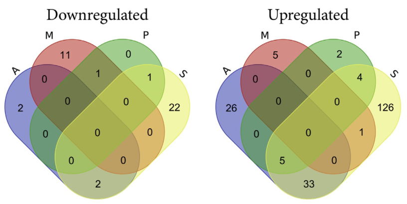 Figure 1: Venn diagrams showing up- and downregulated genes in Leishmania mutants resistant to the antileishmanial agents amphotericin B (A), miltefosine (M), paromomycin (P) and antimonials (S).