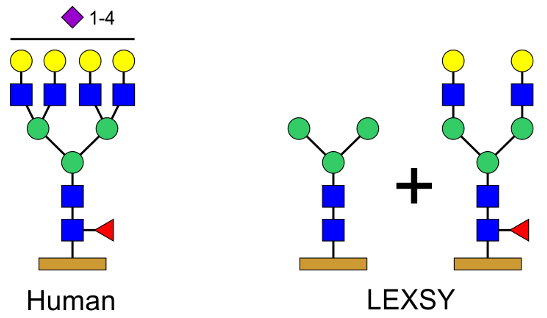 Figure 1: Comparison between the N-glycosylation patterns of human and LEXSY-produced proteins.