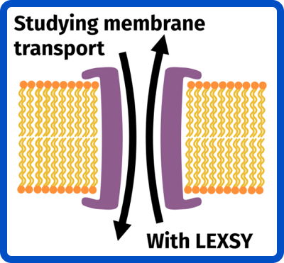 Studying membrane transport with LEXSY