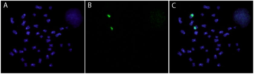 Figure 1: Metaphase plates of an Arowana fish highlighting the location of 18S rRNA genes after their labeling with ATTO488 NT Labeling Kit through Fluorescence in situ (FISH) experiments.