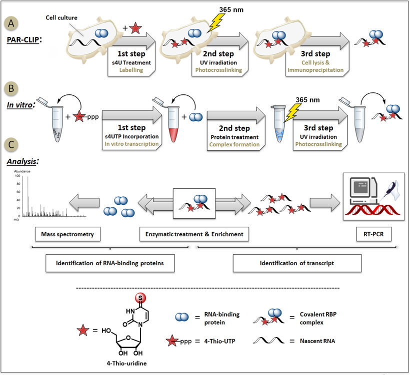 Figure 1: Schematic workflow of discovering RNA-protein interactions