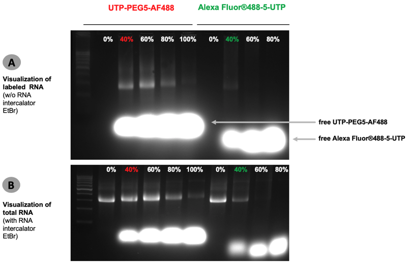 Figure 1: Efficient RNA Labeling with HighYield T7 AF488 RNA Labeling Kit.