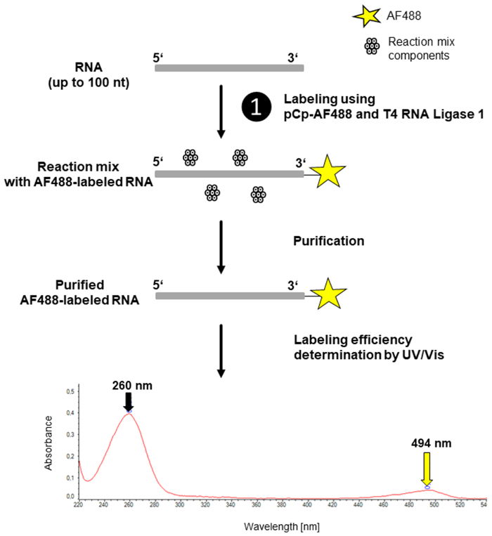 Figure 1: 3’-End AF(Alexa Fluor®) RNA labeling can be performed in a one-step procedure.