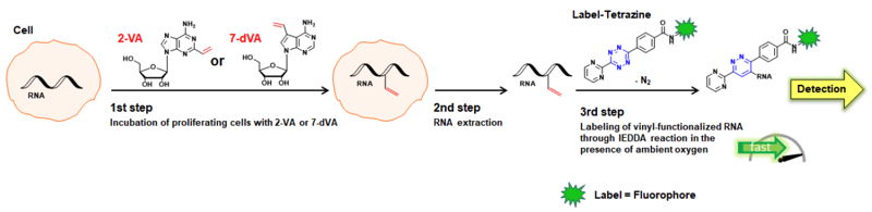 Figure 1: Scheme of metabolic labeling of RNA with cell-permeable vinyl-modified nucleosides 2-VA or 7-dVA, respectively. Subsequently, nascent vinyl-functionalized RNA can be monitored by fast undergo IEDDA reaction with using fluorescent Pyrimidyl tetra