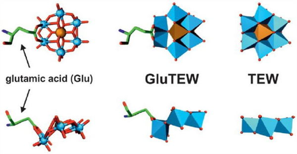 Covalent binding of W to carboxylic oxygen atoms of glutamic acid (cgAUS1, PDB code: 4Z12, 4Z13)[2]
