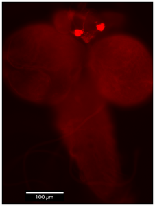 Ventral nerve cord of the third larval stage from Drosophila melanogaster. Note the immunoreactive cells (red spots) exclusively in endocrine cells of the corpora cardiaca (ring gland).