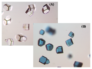 Unstained (A) and stained (B) protein crystals
