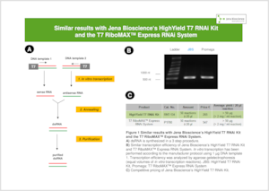 Preview  Performance of HighYield T7 RNAi Kit